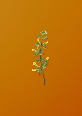 Vintage Common Cytisus