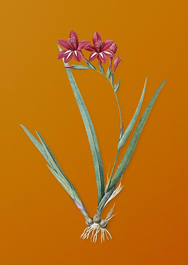 Gladiolus Cardinalis