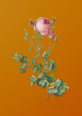 Celery Leaved Cabbage Rose