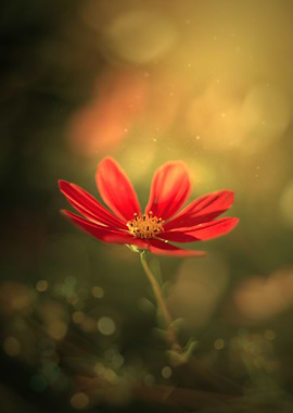 Red flowers, garden, macro