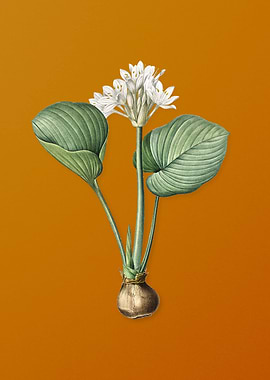 Vintage Cardwell Lily