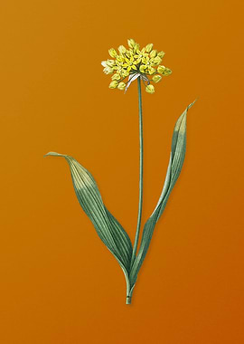 Vintage Golden Garlic