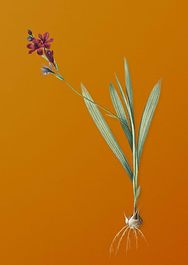 Gladiolus Mucronatus