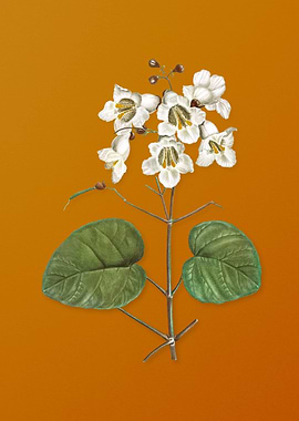 Catalpa Cordifolia Flower