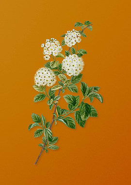 Germander Meadowsweet