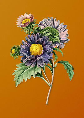 Vintage China Aster Flower