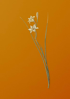 Vintage Gladiolus Flower