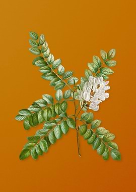 Vintage Clammy Locust