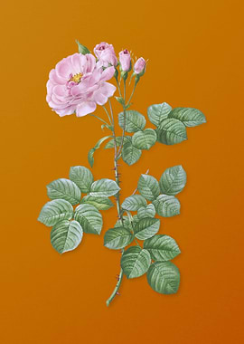 Vintage Damask Rose Flower