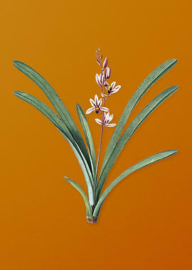 Vintage Boat Orchid Flower