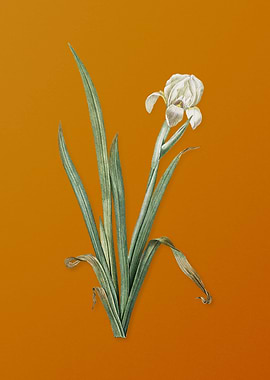 Vintage Crimean Iris