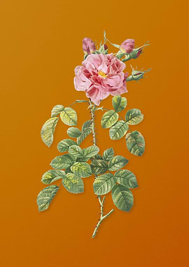 Four Seasons Rose in Bloom