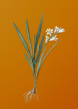 Gladiolus Xanthospilus