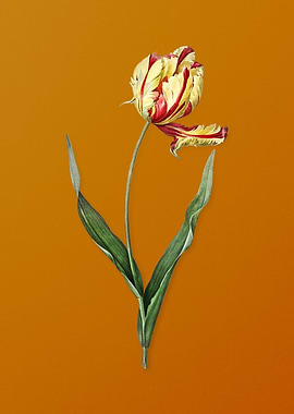 Vintage Didiers Tulip