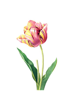 Tulip Pink