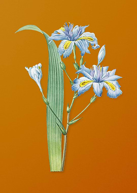 Butterfly Iris Fimbriata