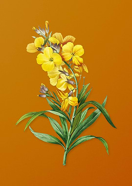 Vintage Cheiranthus Flower