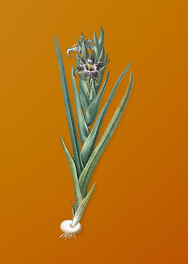 Vintage Ferraria Flower