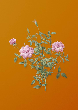 Vintage Dwarf Rosebush