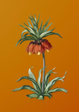 Vintage Fritillaries