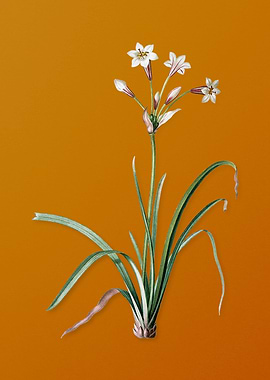 Crytanthus Vittatus Flower