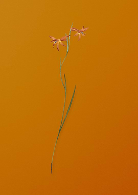 Gladiolus Watsonius Flower