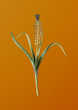 Vintage Grape Hyacinth