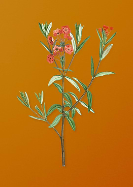 Vintage Bog Laurel Bloom