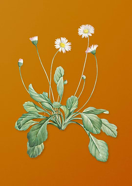 Vintage Daisy Flowers