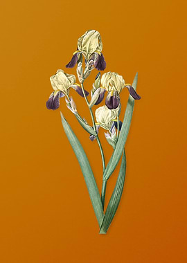 Vintage Elder Scented Iris