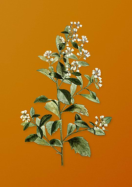 Vintage Eastern Baccharis