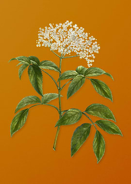 Elderberry Flowering Plant