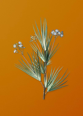 Vintage Blue Stars Flower