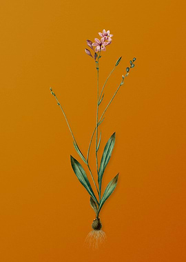 Vintage Gladiolus Junceus