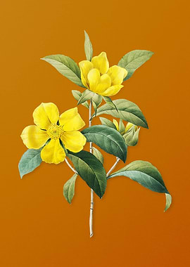 Vintage Golden Guinea Vine