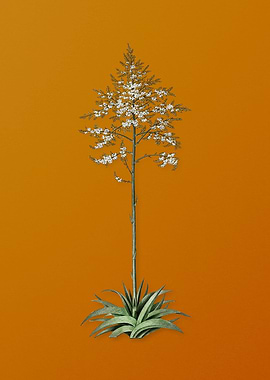 Vintage Giant Cabuya