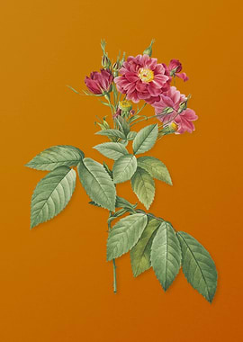 Vintage Boursault Rose