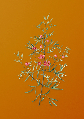 Vintage Boronia Pinnata
