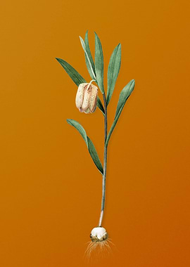 Fritillaria Latifolia