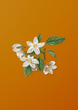 Vintage Crabapple Flower