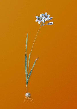 Vintage Galaxia Ixiaeflora