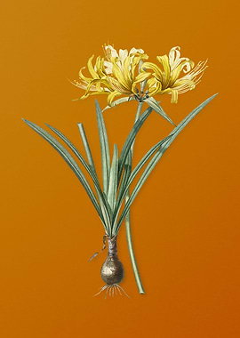 Golden Hurricane Lily