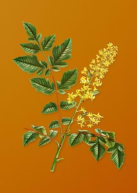 Vintage Golden Rain Tree