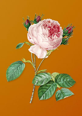 Vintage Centifolia Roses