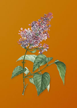 Common Pink Lilac Plant