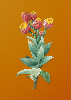 Vintage Cudweeds Flower