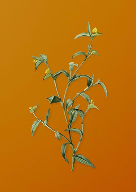 Vintage Commelina Africana