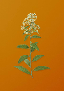 Vintage Green Cestrum