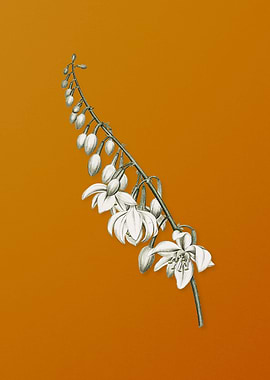 Vintage Giant Cabuya