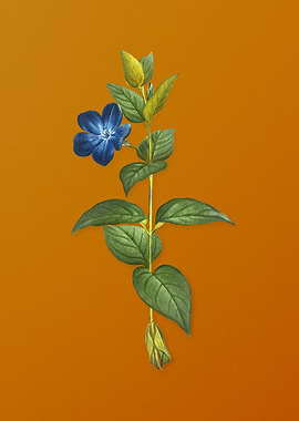 Greater Periwinkle Flower